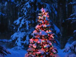 Christmas tree glowing in forest Stock Footage
