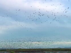 MS Large flock of whistling ducks flying over wetlands / Palo Verde, Guanacaste, Costa Rica Stock Footage