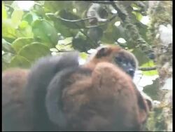 Red-fronted Brown Lemur Eulemur fulvus rufus Ranomafana National Park Stock Footage