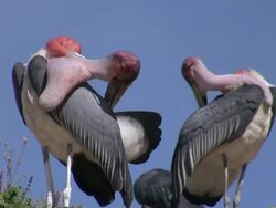 marabou storks_Marabu_putzen1 Stock Footage