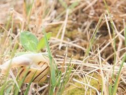 Snail climbing the grass Stock Footage