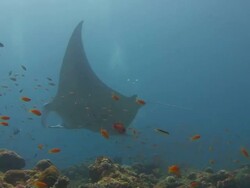 Manta Ray Stock Footage