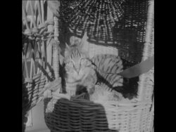 CAN 085 ANIMALS BLESSED IN ROME ON THEIR PATRON SAINT'S DAY News Clip