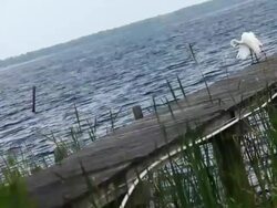Heron at Waterside Stock Footage