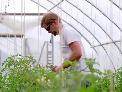 MS SLO MO TS Shot of Young farmer tends to plants in green/hoop house organic farm / Chatham, Michigan, United States Stock Footage