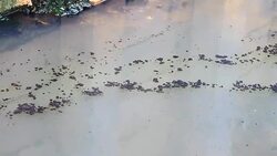 Waste water from pipe factory Stock Footage