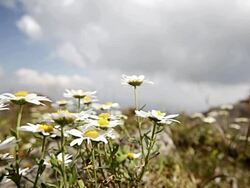 CU Shot of siberian chrysanthemum / Yeongju, Gyeongsangbuk-do, South Korea Stock Footage