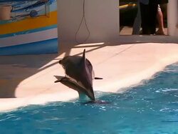 Funny Dolphins Stock Footage