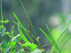 Grass in Rain Stock Footage