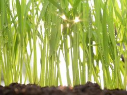 Rice sprout Stock Footage