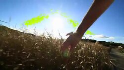 Hand of a woman caressing wheat field Stock Footage