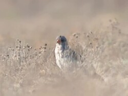 MS Shot of Bird of prey in scrub   / Central Kalahari Game Reserve, Botswana Stock Footage