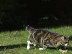 Cat landing on grass from tree Stock Footage