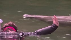 CLEAN : In Florida calls to keep saving the manatees News Clip