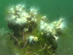 Jellyfish Lake, Anemone eating Jellyfish, Palau, South Pacific  Stock Footage