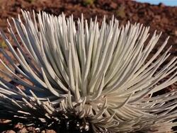 Silversword Cactus Plant Close Up Stock Footage