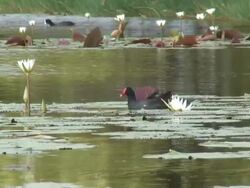 Tropical swamp 6  60i Stock Footage