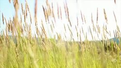 Grass waving on wind Stock Footage