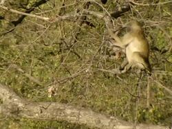 MS Shot of chacma baboon sitting on branch of leafless tree observing surroundings and chewing / Okavango Delta, North-West District, Botswana Stock Footage