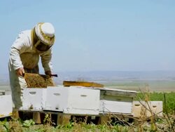 Beekeeping Stock Footage
