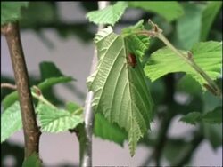 MS time lapse view of Leaf Rolling Weevil, Apoderus coryli, nest building, rolled up leaf nest, United Kingdom Stock Footage