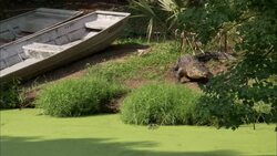 An alligator walks along the bank of a swamp away from two boats. Stock Footage