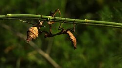 Budwing mantises hang from a stem. Stock Footage