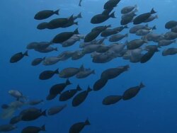 School of Pale Surgeonfish (Acanthurus mata) swimming in blue ocean, pair of Bigeye Jacks (Caranx sexfasciatus) joins schools then leaves, Vaavu Atoll, The Maldives Stock Footage