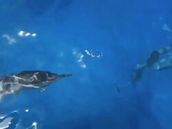 MS TS Bottlenose dolphins at Chichi jima island, UNESCO World Natural Heritage Ogasawara Islands,camera on moving boat / Ogasawara Islands, Tokyo, Japan Stock Footage