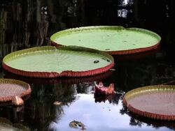 Giant Lily Pads Stock Footage