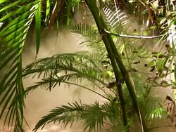 Steamy Tropical Vegetation during Humid Season Stock Footage