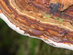 ECU Shot of funcal infestation on tree in woodland / Freudenburg, Rhineland Palatinate, Germany Stock Footage