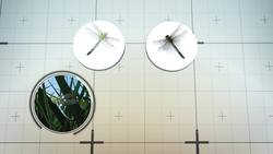 Green Darner Dragonfly annual migratory cycle revealed for the first time ever Instructional Video