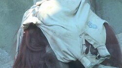 CLEAN : Buenos Aires zoo biologist: freeing orangutan nearly impossible News Clip