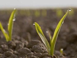 R/F Young corn plant Stock Footage