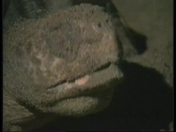 NICARAGUA: WORLD'S SEA TURTLE POPULATION DROPS ALARMINGLY News Clip