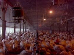 MS Crowd of chicken in orange light / Minneapolis, Minnesota, United States Stock Footage