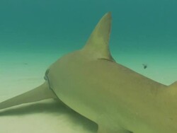 Lemon shark, Negaprion brevirostris, Bahamas  Stock Footage