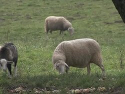 SHEEPs HERDING Stock Footage