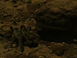 Close Up Slow Motion -  Frog hidden, covered in dirt, strikes and large spider with its tongue and eats / California USA Stock Footage