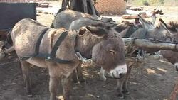 CLEAN : Hunger stalks Zimbabwe after poor rains News Clip