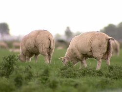 Sheeps grazing in meadow Stock Footage