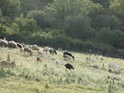 Goats and sheeps grazing on a meadow Stock Footage