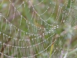 CU View of spiederweb with dewdrop / Serrig, Rhineland-Palatinate, Germany Stock Footage
