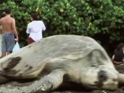 MS Olive Ridley passing turtle egg hunters digging on beach / Guanacaste, Costa Rica Stock Footage