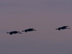 European Cranes (Grus grus) silhouetted in flight toward lake, North East Extremadura in Dehesa. Stock Footage