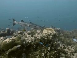 "Great Barracuda, Beaugregory Damselfish and Blue Chromis swimming around coral rock" Stock Footage