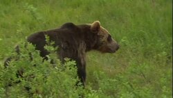 A grizzly bear prowls through shrubs and grasses. Stock Footage
