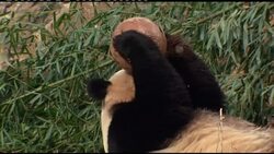 China agrees to extending pandas' stay in Washington for five more years News Clip