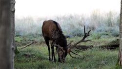 Red Deer seeking hinds Stock Footage